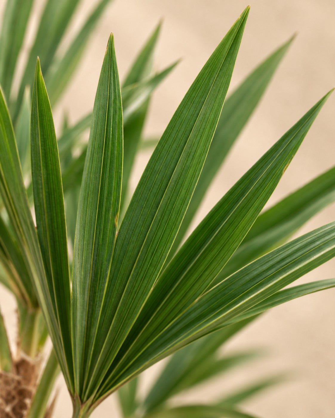 Close-up van het blad van de Waaierpalm (Trachycarpus fortunei)