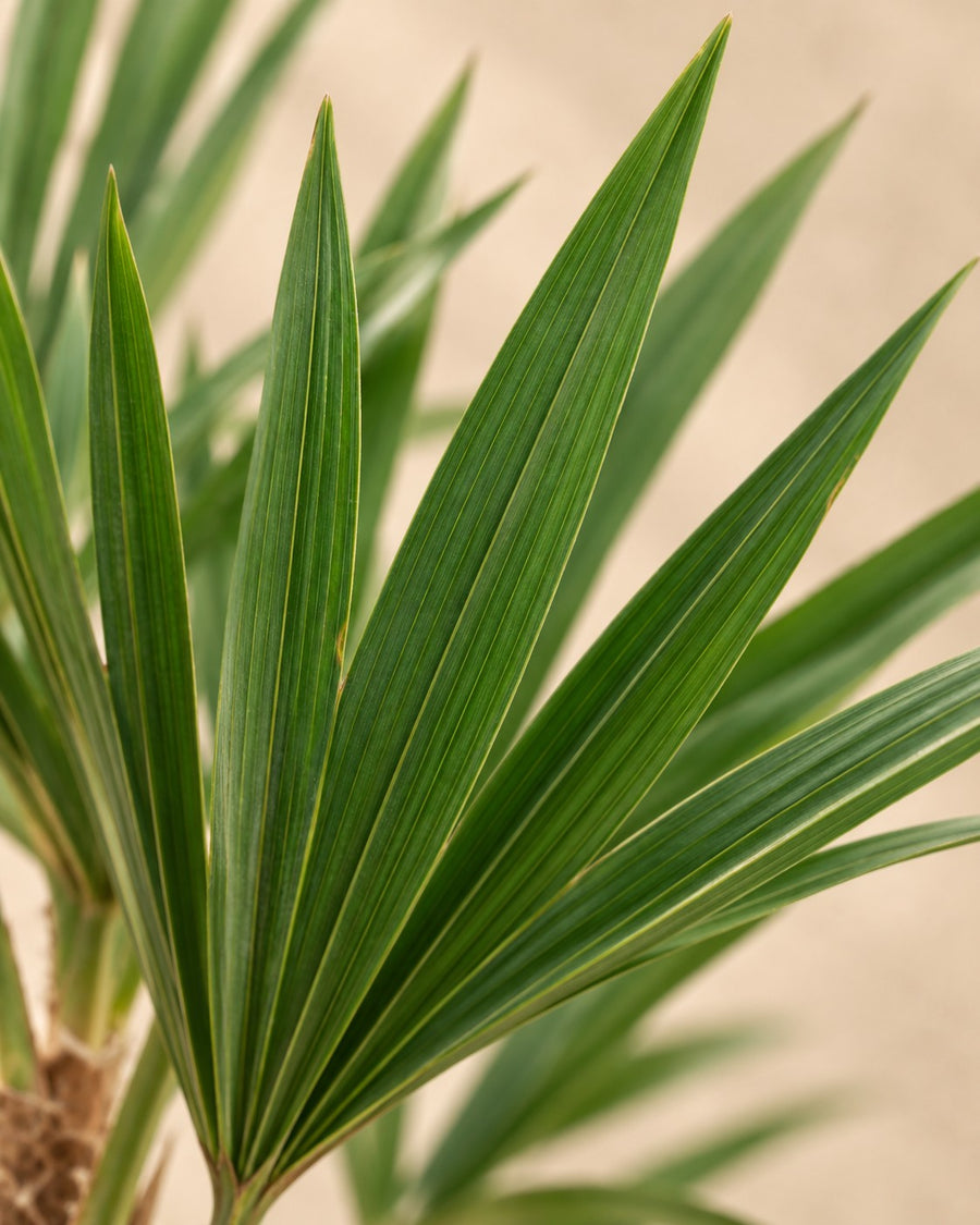 Waaierpalm (Trachycarpus fortunei) 85 cm hoog, pot ø21 cm
