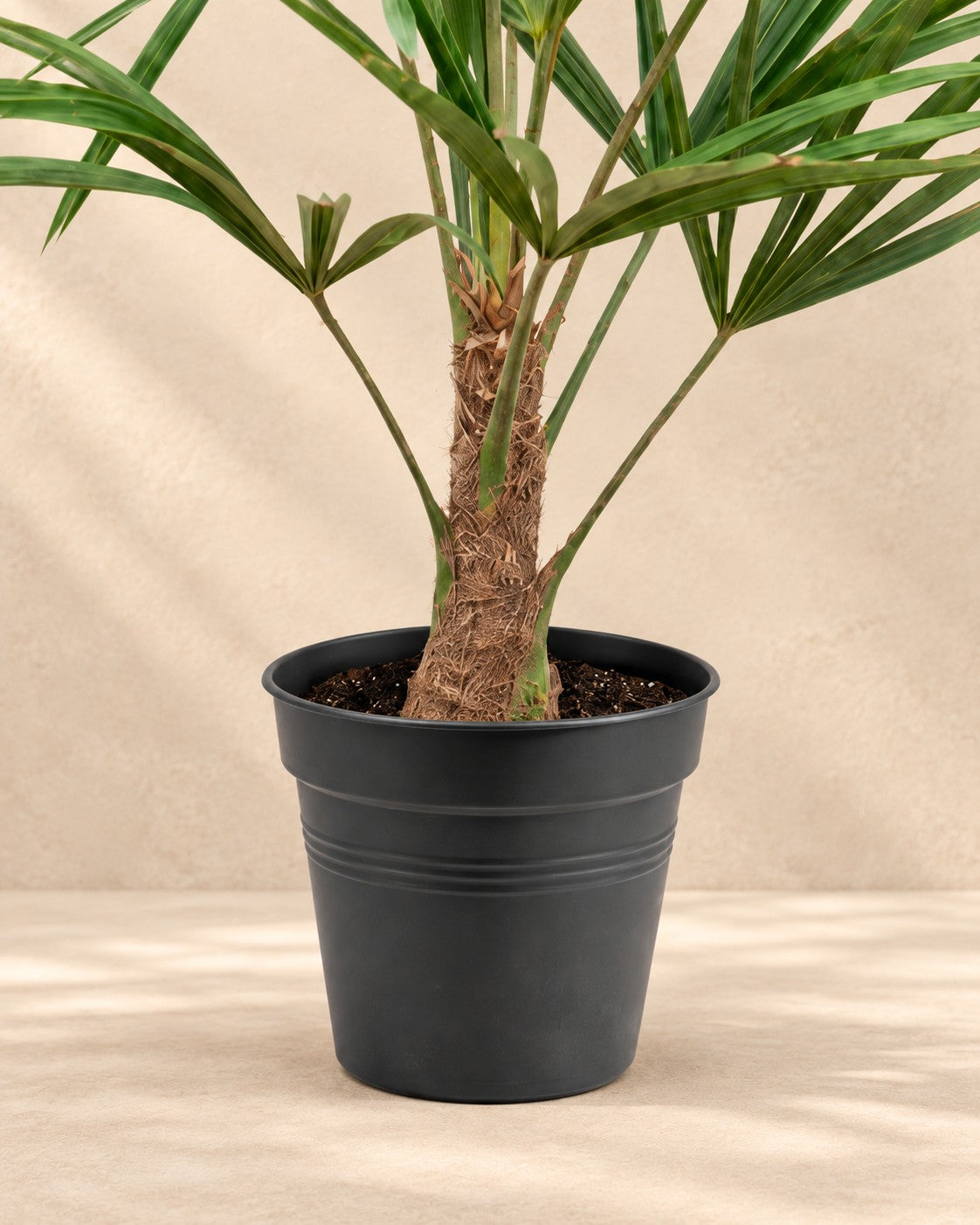 Onderste deel van de Waaierpalm (Trachycarpus fortunei) met de kweekpot
