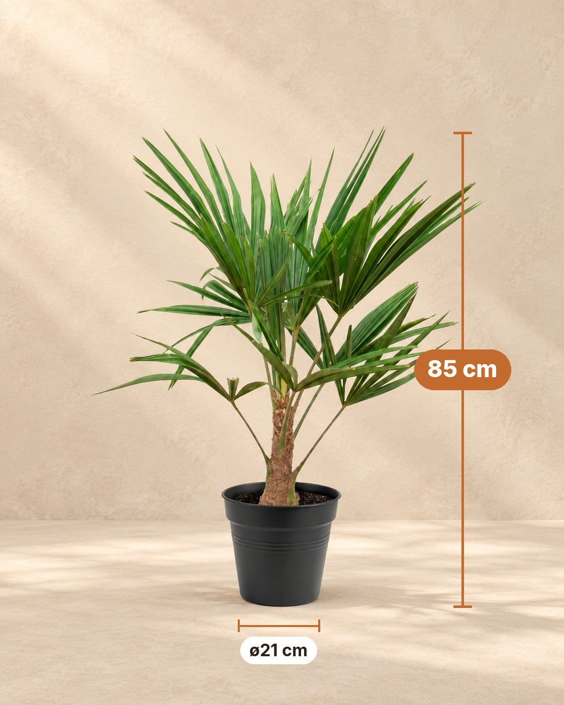 Afmetingen Waaierpalm: 85 cm hoog, pot ø21 cm