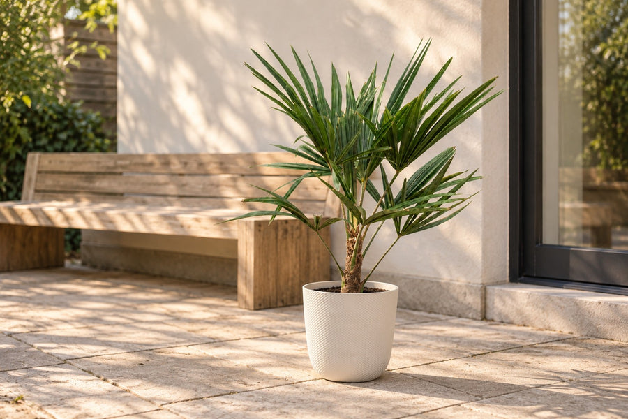 Waaierpalm (Trachycarpus fortunei) 85 cm hoog, pot ø21 cm