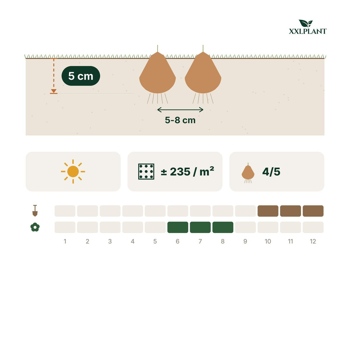 Plantkaart winterakonietbollen cilicica: 5 cm diep, 5-8 cm uit elkaar