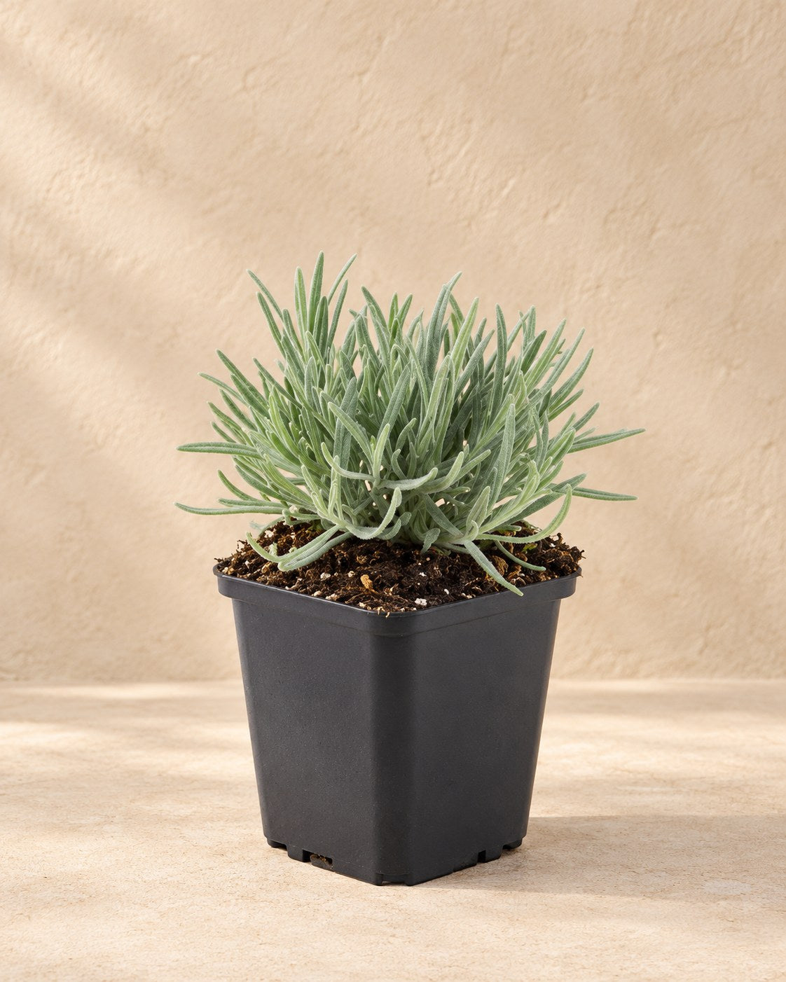 Lavande blanche 'Edelweiss' en pot de culture