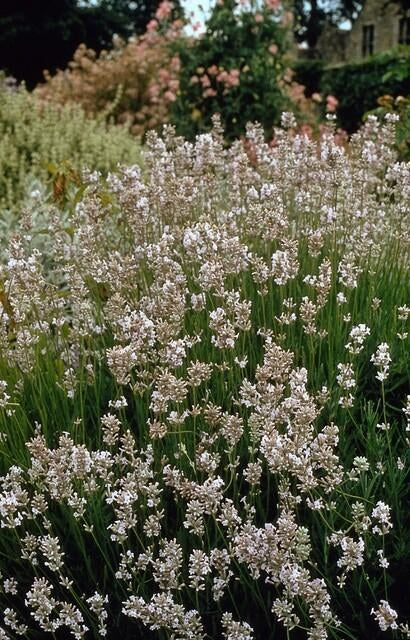Lavanda bianca 'Edelweiss' in giardino