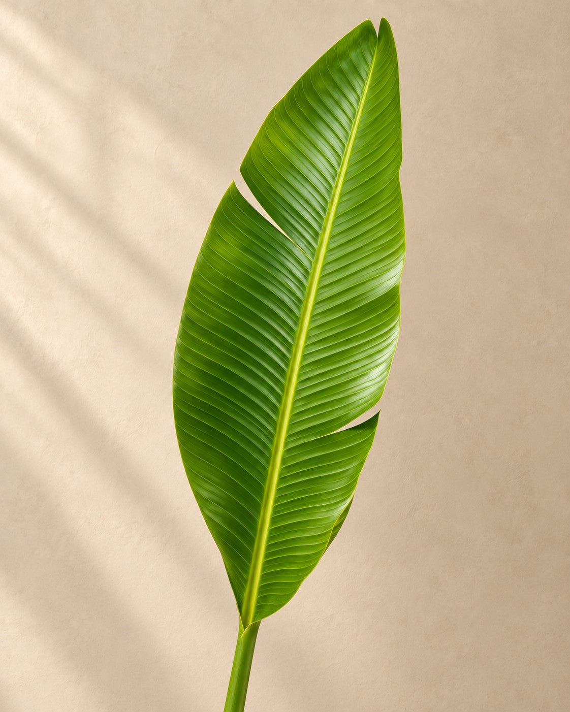 Close-up van het blad van de Witte paradijsvogel multi stam (Strelitzia alba)