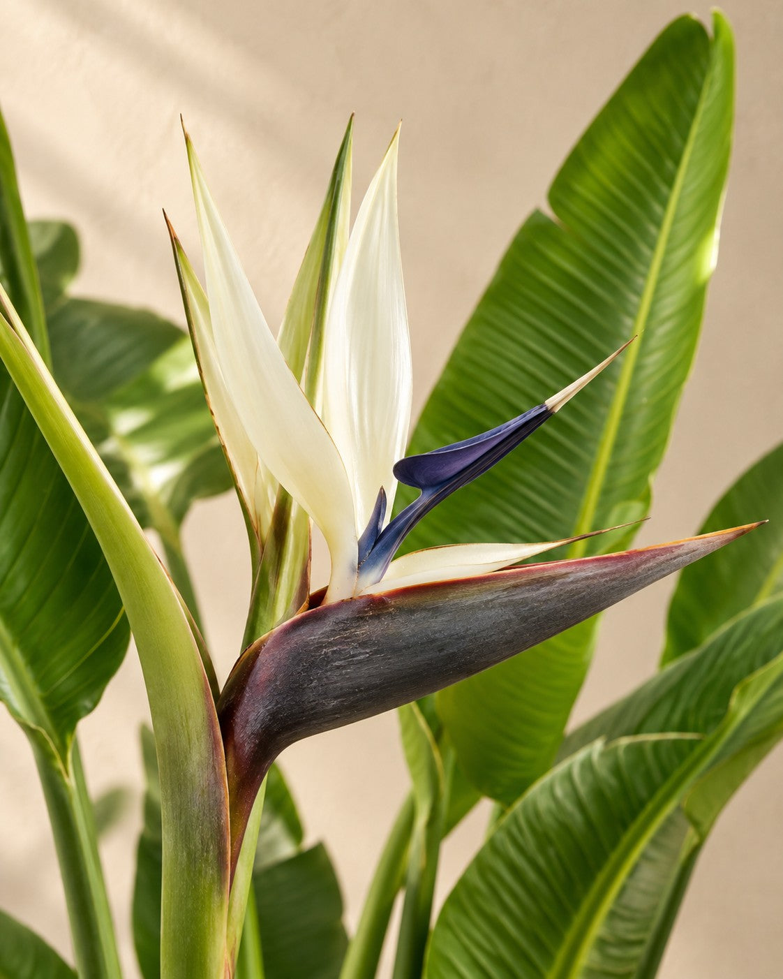 Flor de Ave del paraíso blanca de varios troncos (Strelitzia alba)