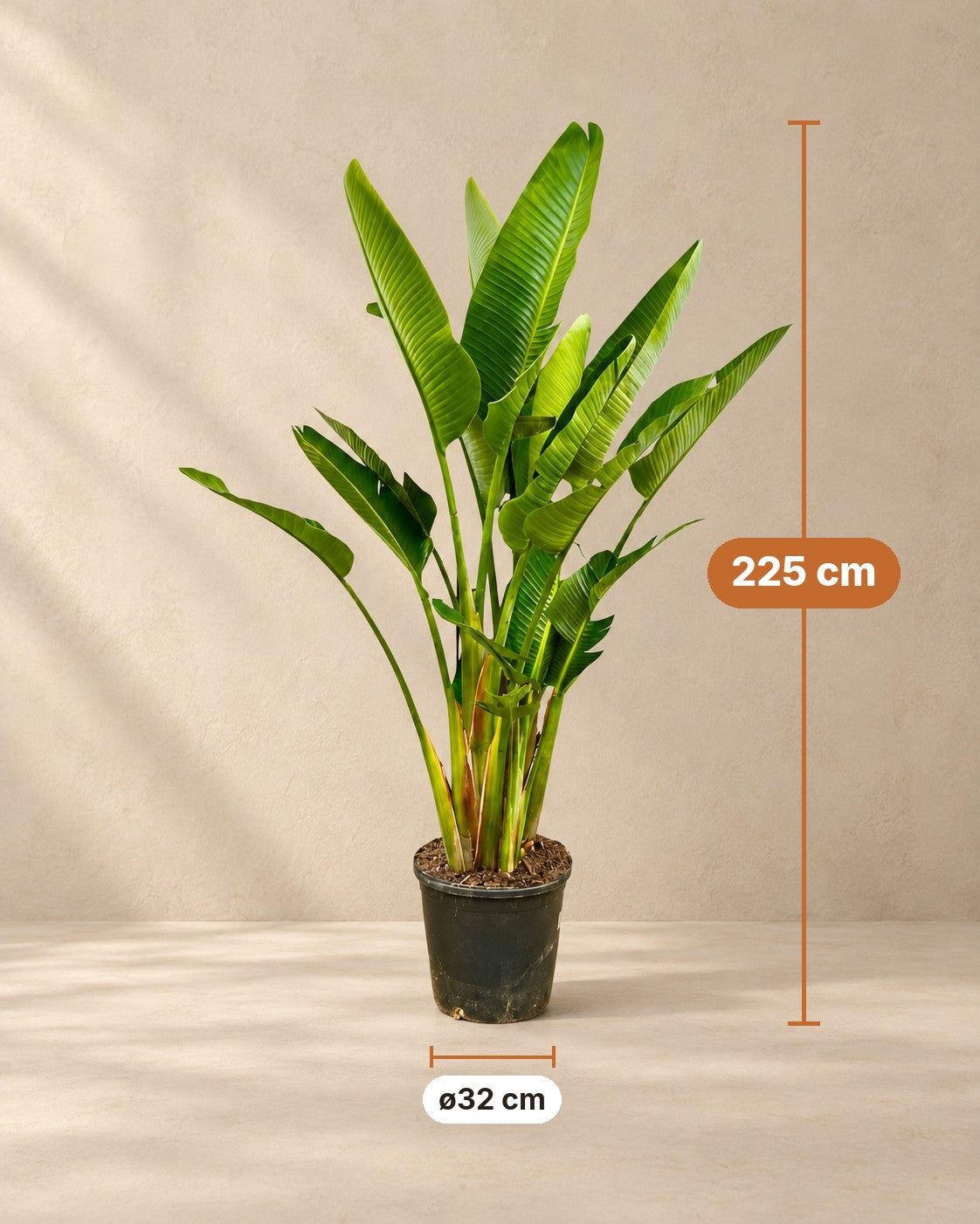 Afmetingen Witte paradijsvogel multi stam: 225 cm hoog, pot ø32 cm