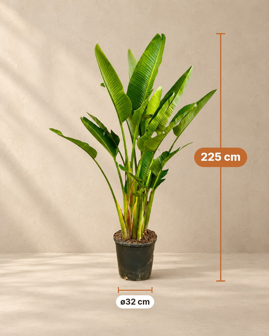 Witte paradijsvogel multi stam (Strelitzia augusta) 225 cm hoog, pot ø32 cm