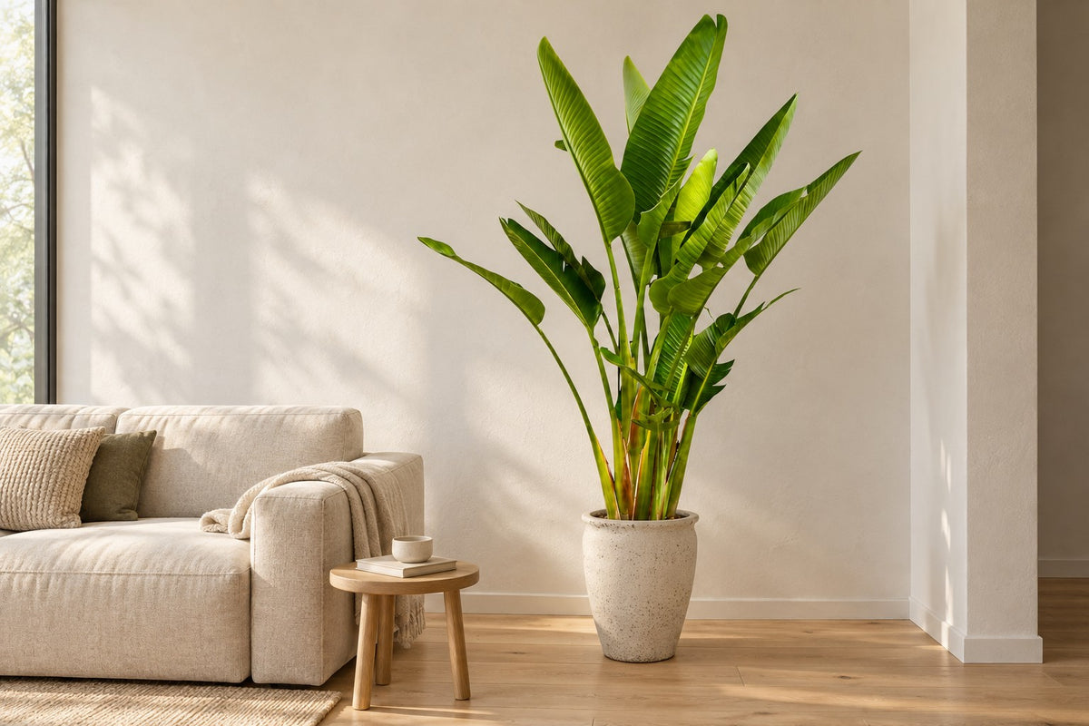 Witte paradijsvogel multi stam van 225 cm in sierpot Artemis in een lichte woonkamer