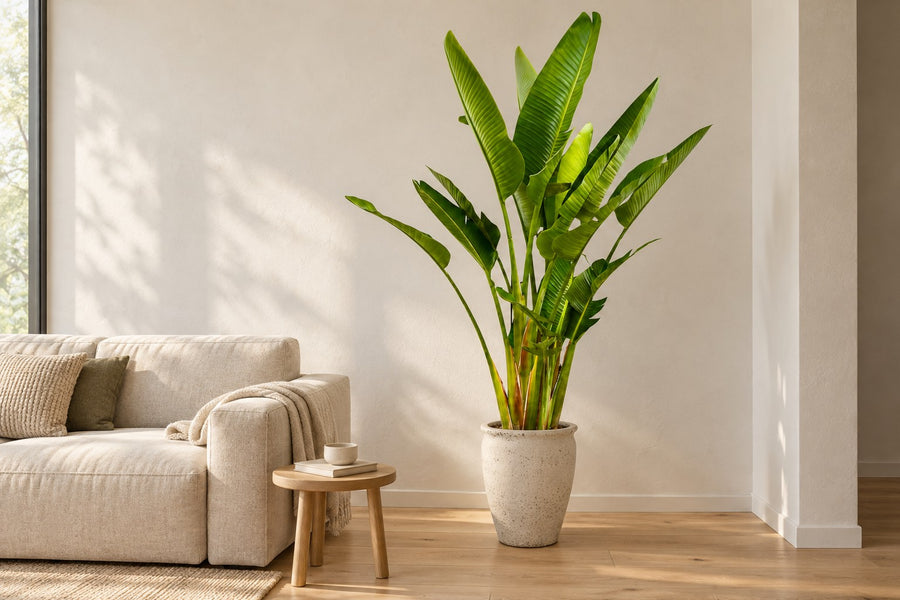 Witte paradijsvogel multi stam (Strelitzia augusta) 225 cm hoog, pot ø32 cm
