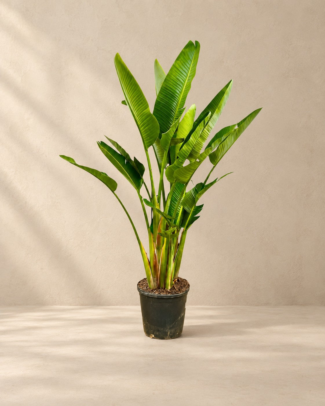 Ave del paraíso blanca de varios troncos (Strelitzia alba), 225 cm de altura en maceta de cultivo de 32 cm