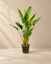 Witte paradijsvogel multi stam (Strelitzia alba) van 225 cm hoog in kweekpot van 32 cm