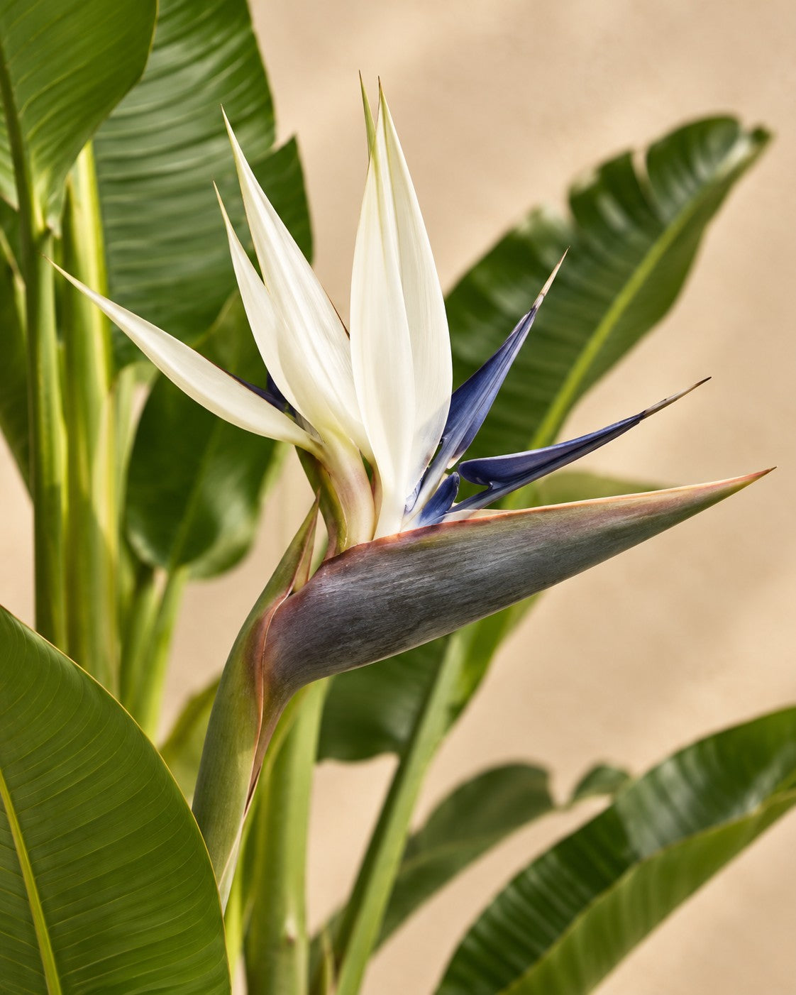 Flor de Ave del paraíso blanca multitronco (Strelitzia alba)