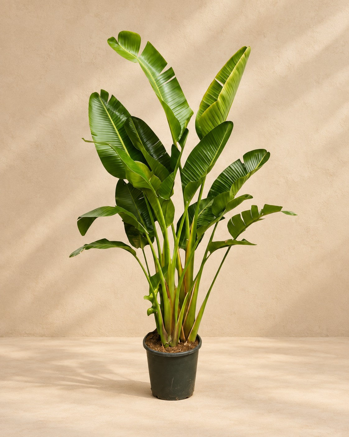 Witte paradijsvogel multi stam (Strelitzia alba) van 250 cm hoog in kweekpot van 30 cm