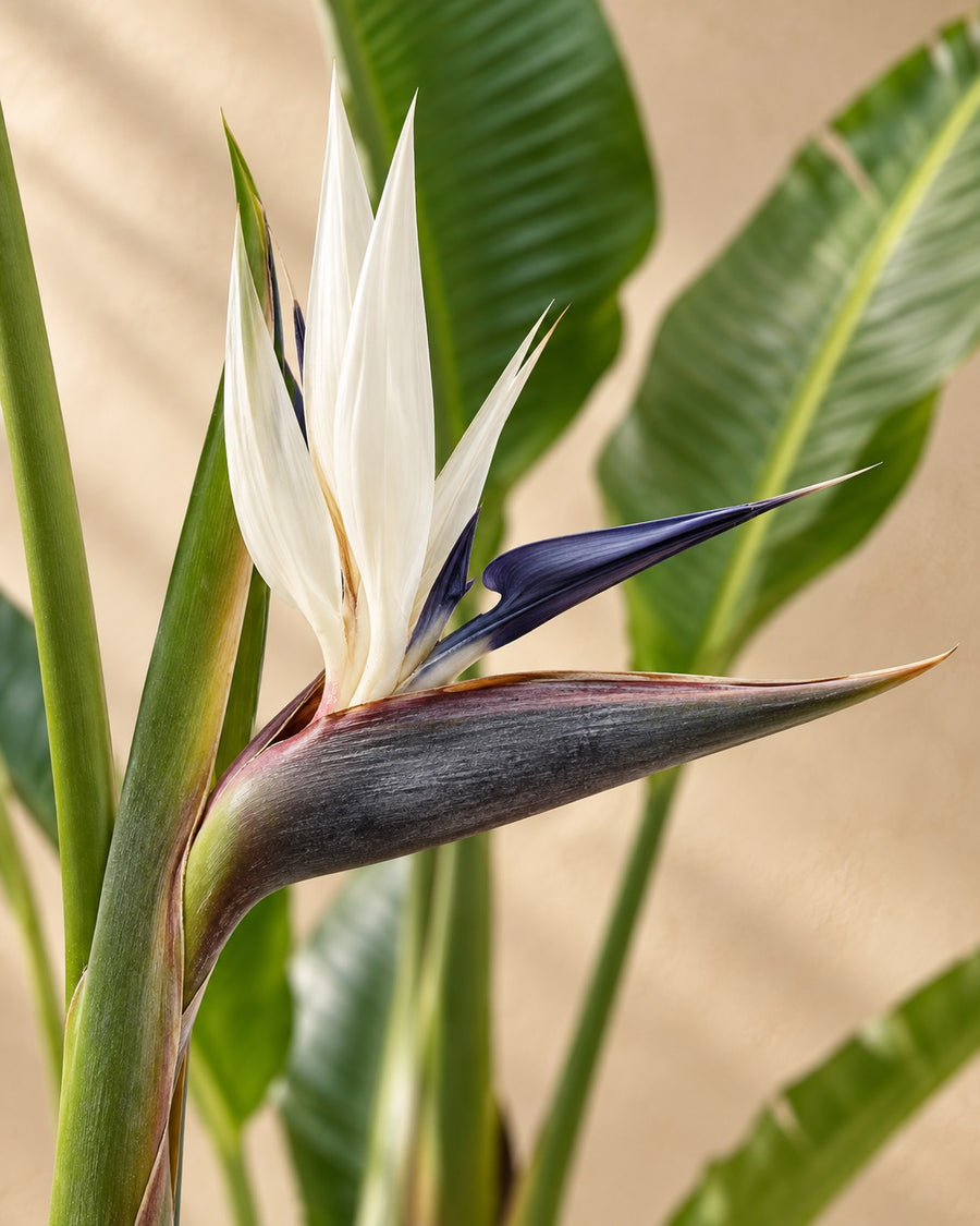 Witte paradijsvogel (Strelitzia augusta) 220 cm hoog, pot ø30 cm