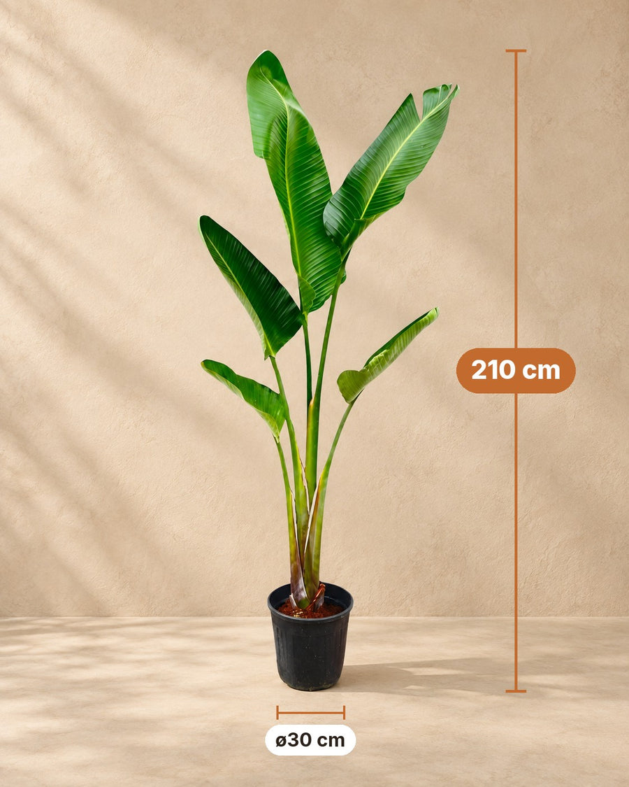 Witte paradijsvogel (Strelitzia augusta) 220 cm hoog, pot ø30 cm
