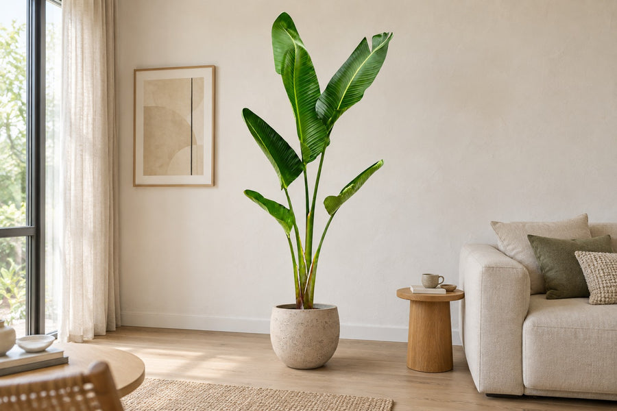 Witte paradijsvogel (Strelitzia augusta) 220 cm hoog, pot ø30 cm