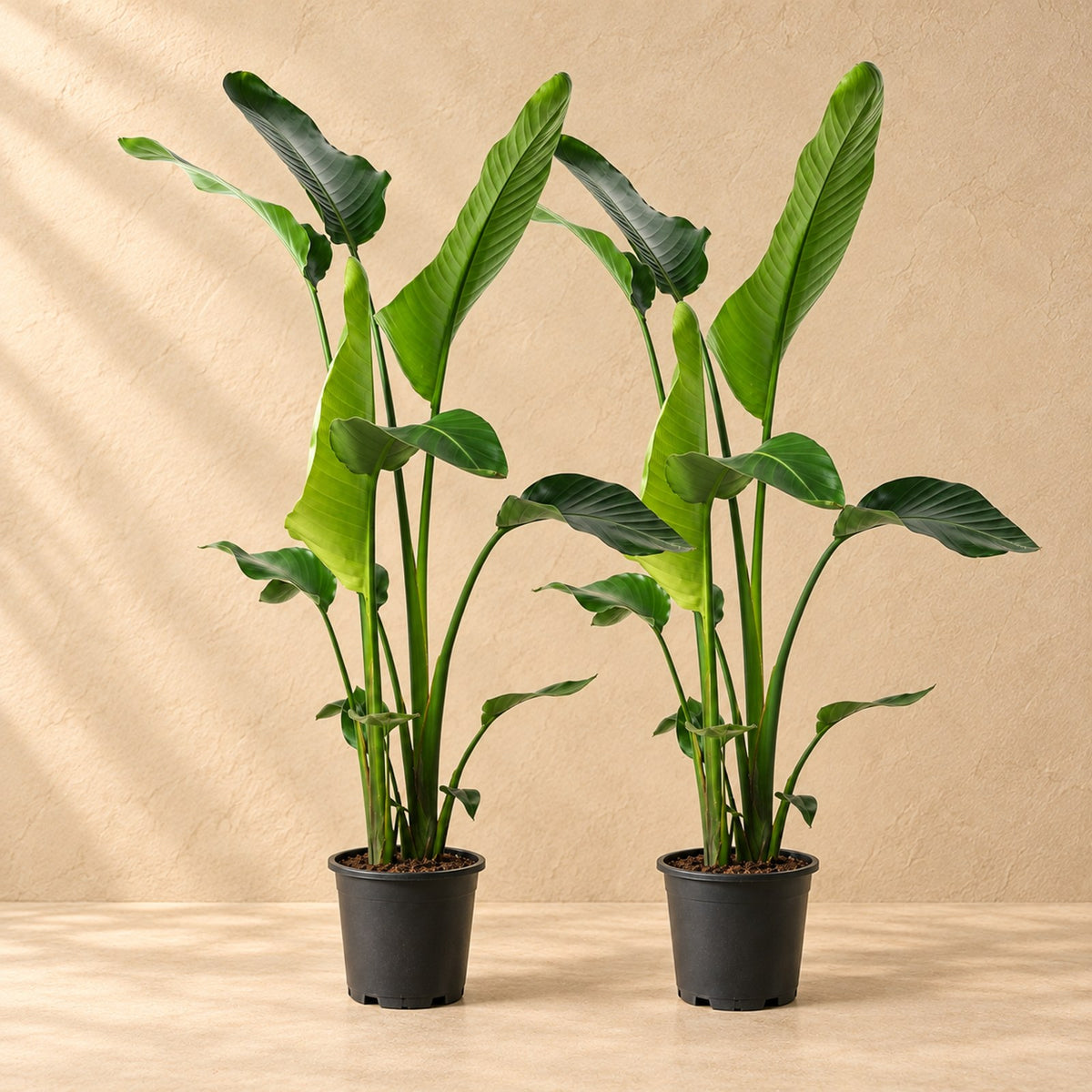 Twee witte paradijsvogels (Strelitzia nicolai) van 100 cm naast elkaar, set van 2