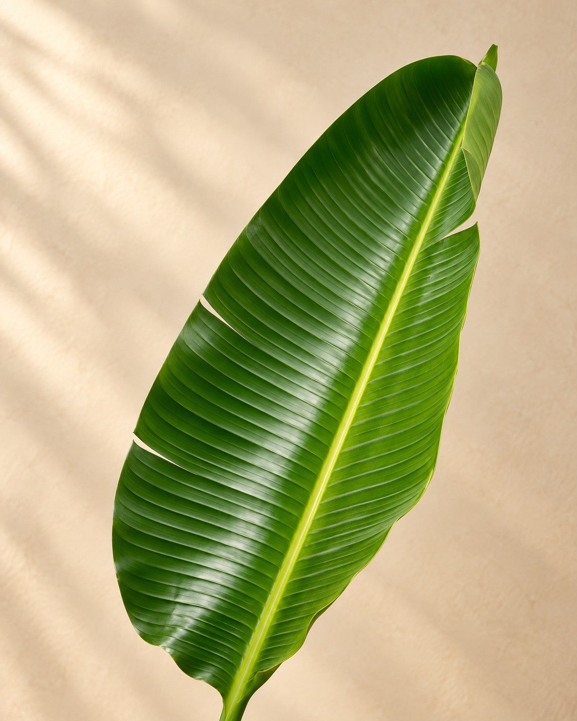 Close-up van het blad van de Witte paradijsvogelplant (Strelitzia alba)