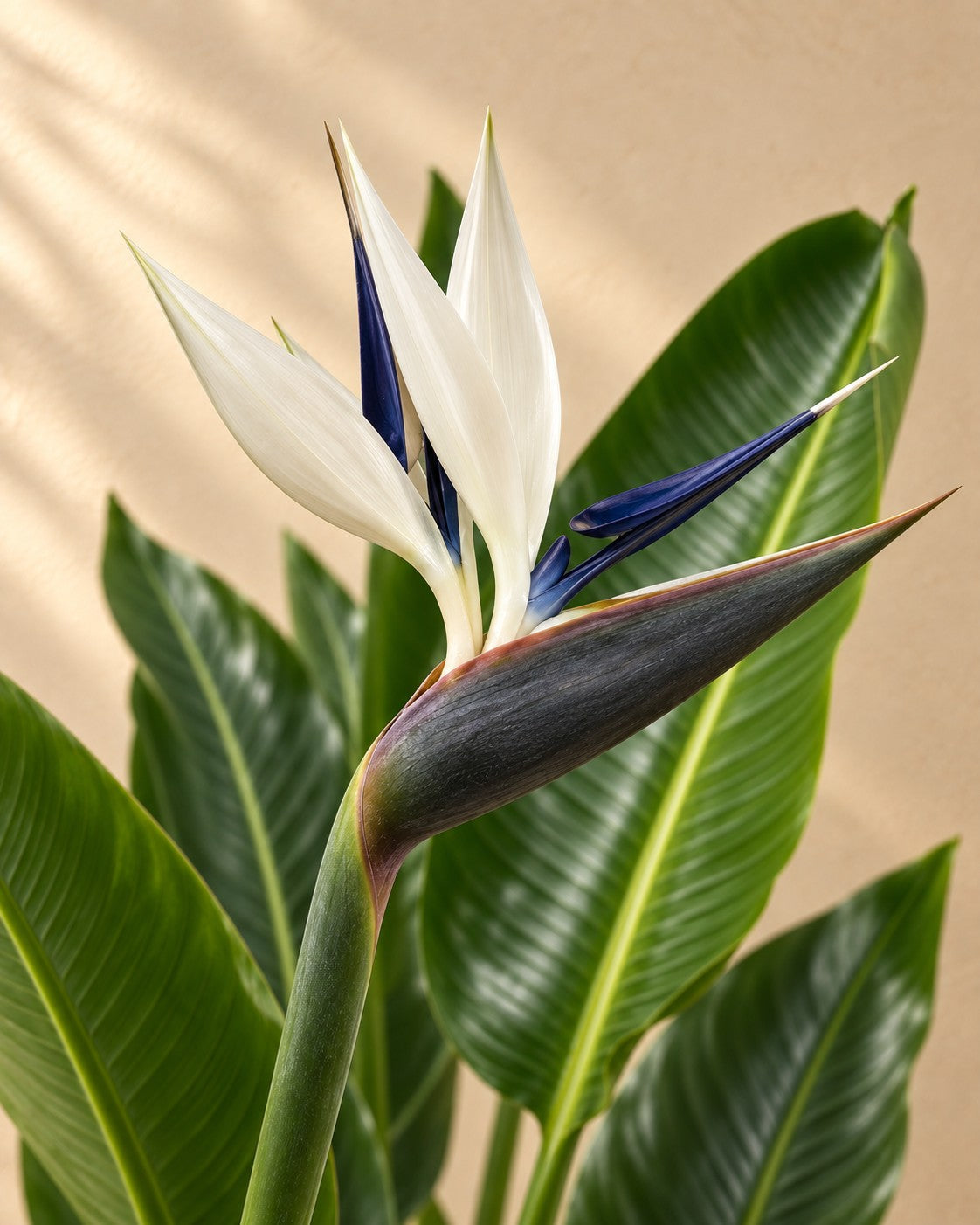 Bloem van de Witte paradijsvogelplant (Strelitzia alba)