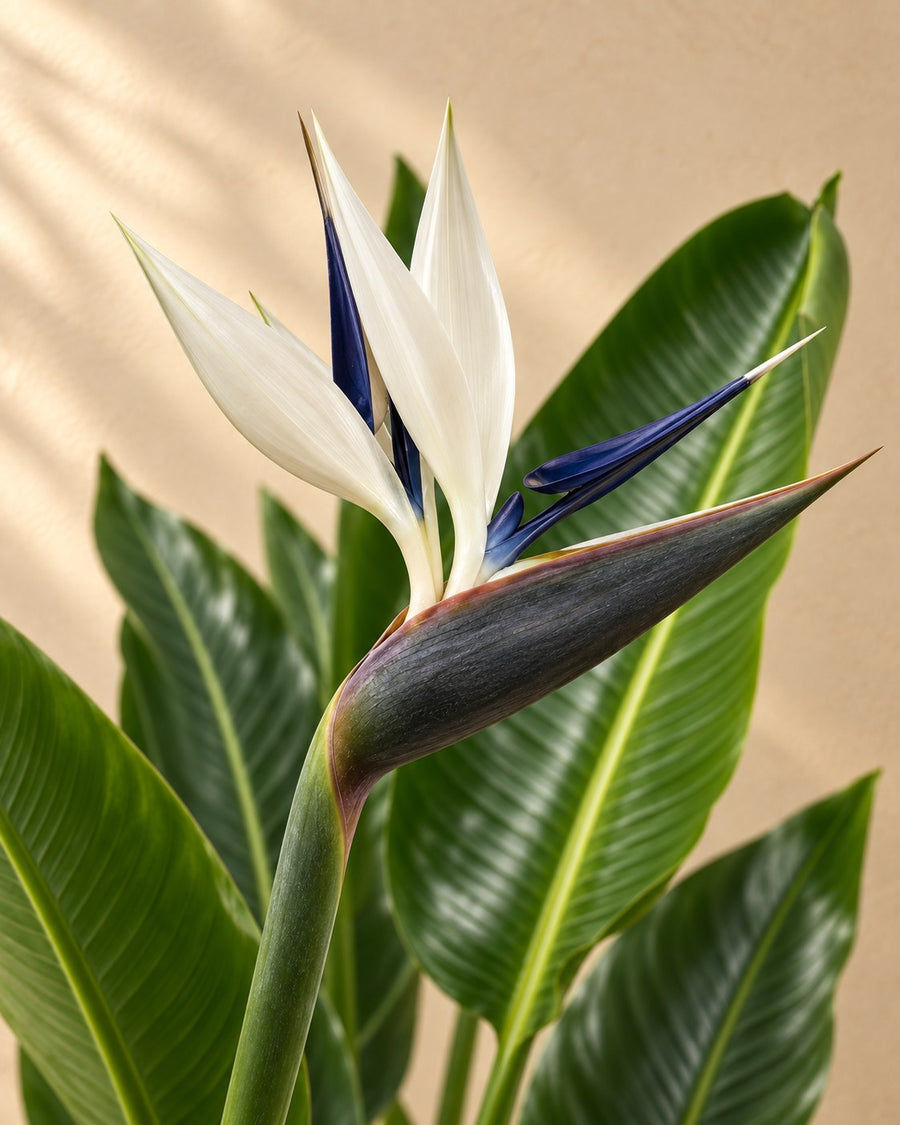 Witte paradijsvogelplant (Strelitzia alba) 'Augusta' 160 cm hoog, pot ø21 cm