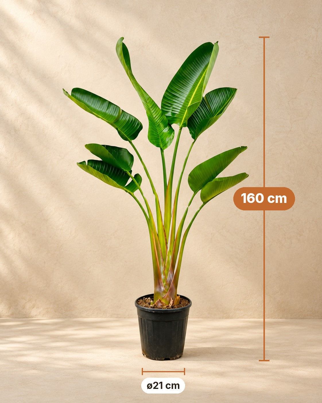 Afmetingen Witte paradijsvogelplant: 160 cm hoog, pot ø21 cm