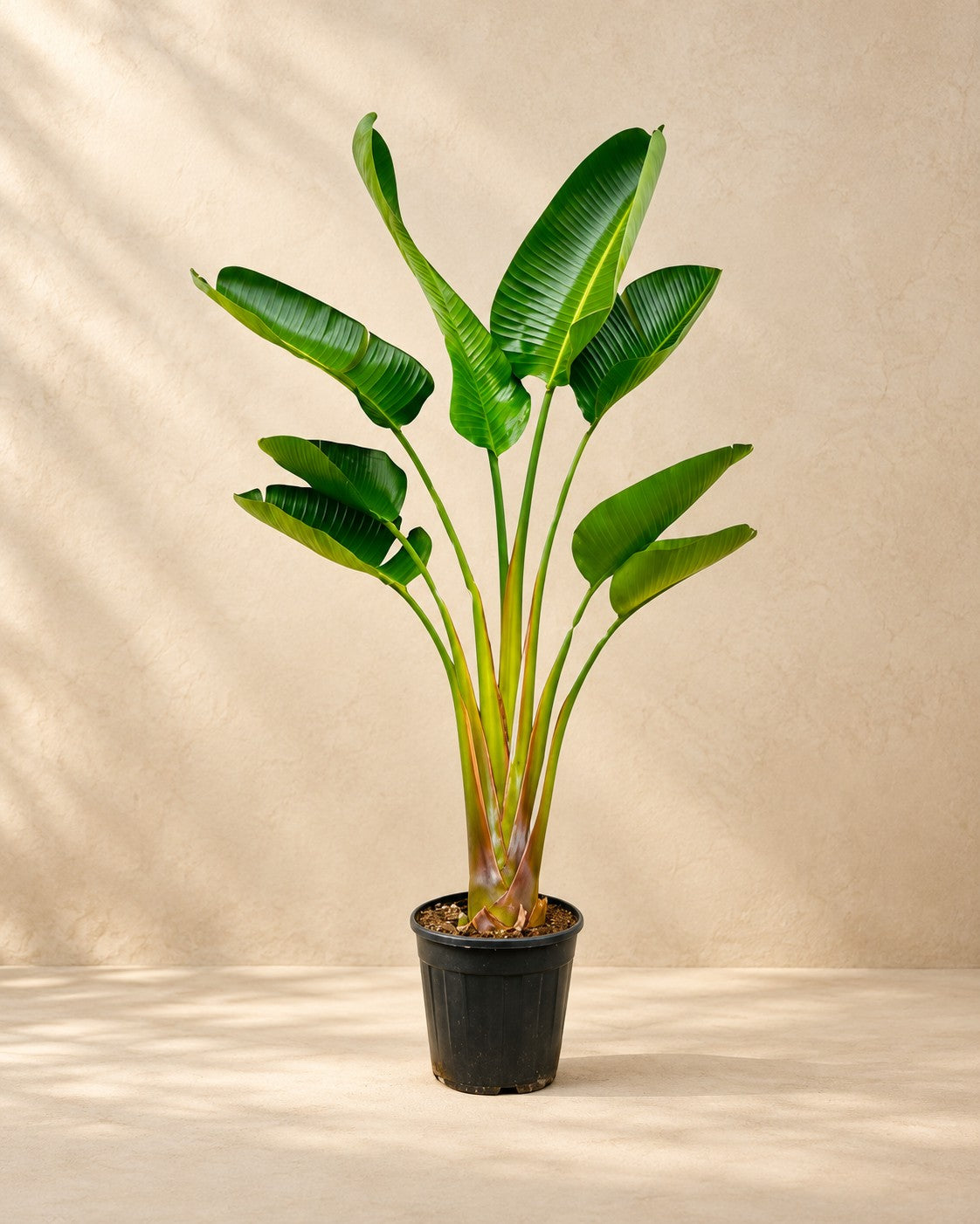 Witte paradijsvogelplant (Strelitzia alba) van 160 cm hoog in kweekpot van 21 cm