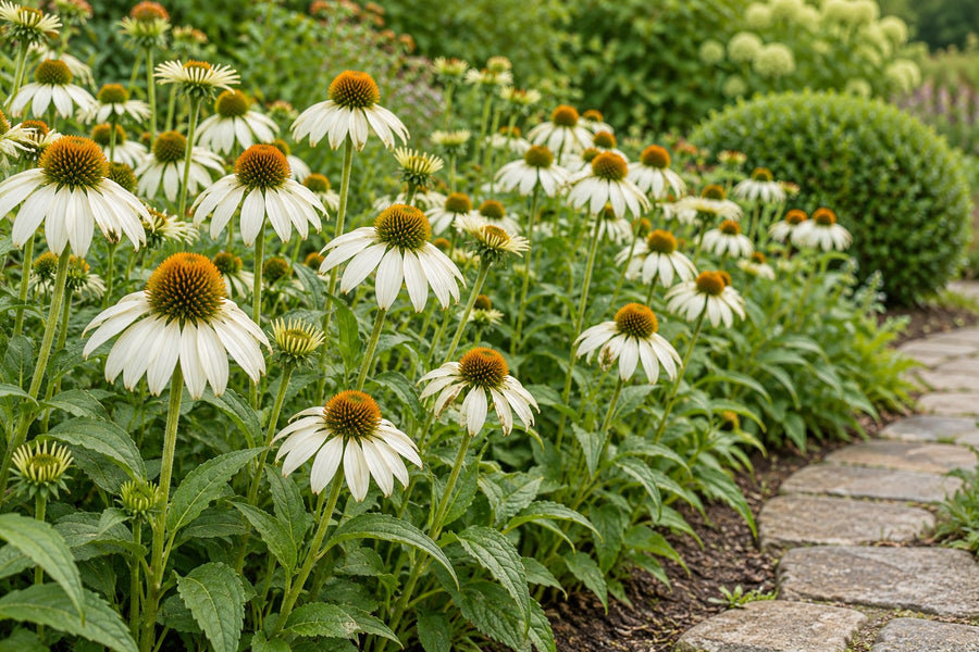 Hvid solhat 'White Swan' (Echinacea purpurea)