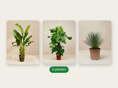 Plantenpakketten
