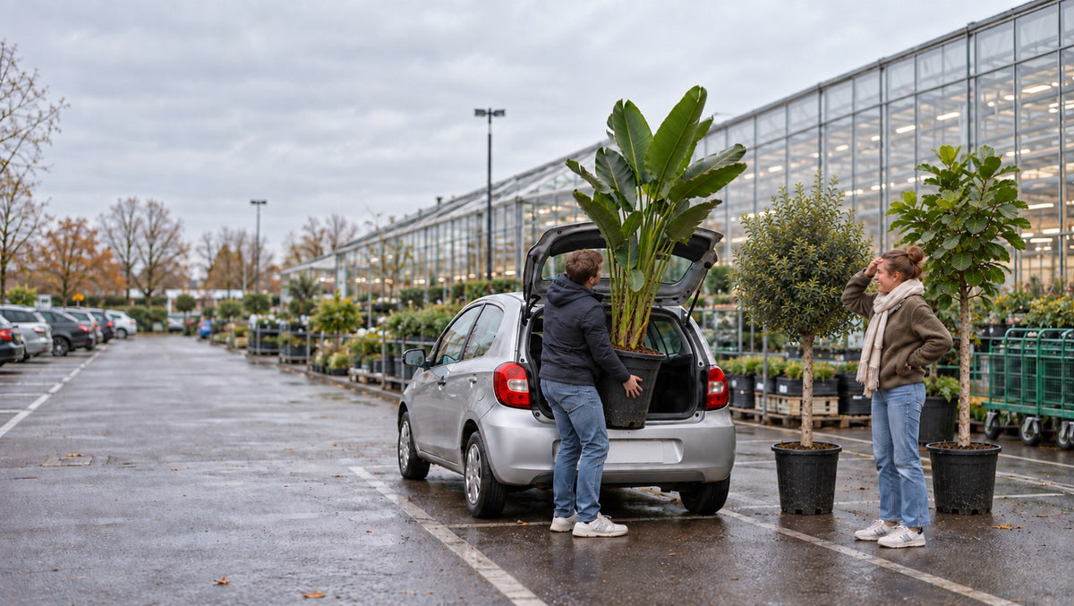Een man probeert een grote Strelitzia in de kofferbak van een kleine auto te tillen op de parkeerplaats van een tuincentrum