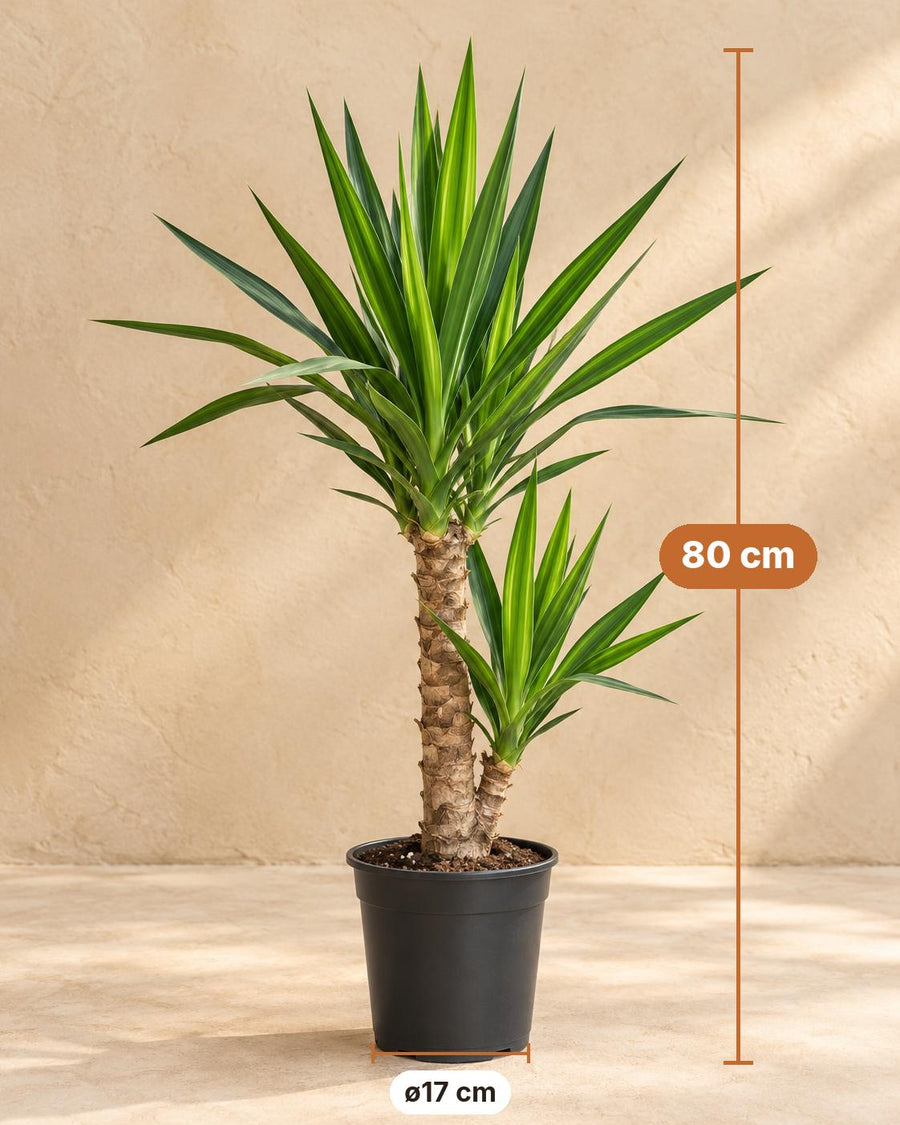 Palmlelie (Yucca elephantipes) 80 cm hoog, pot ø17 cm