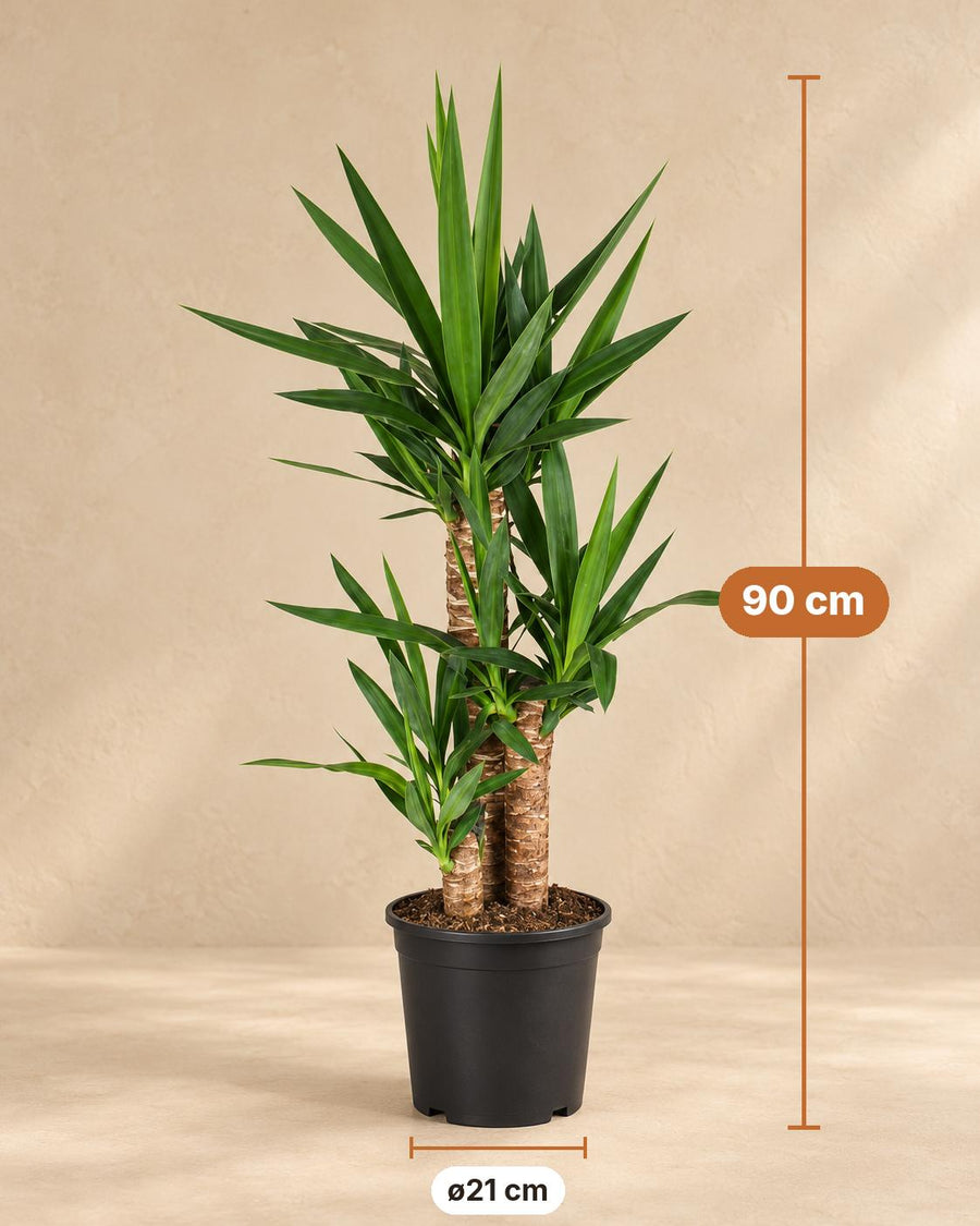 Palmlilie (Yucca) 90 cm hoch, Topf ø21 cm
