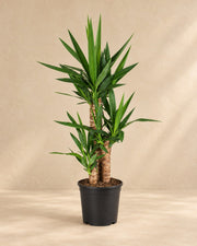 Palmlilie 90 cm hoch, Topf ø21 cm