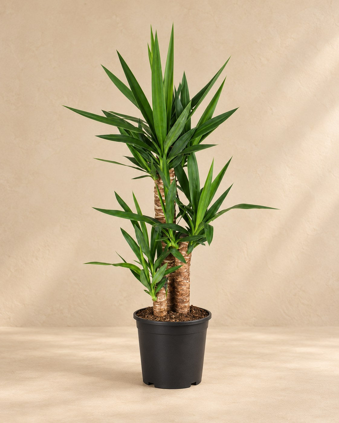 Palmlilie 90 cm hoch, Topf ø21 cm