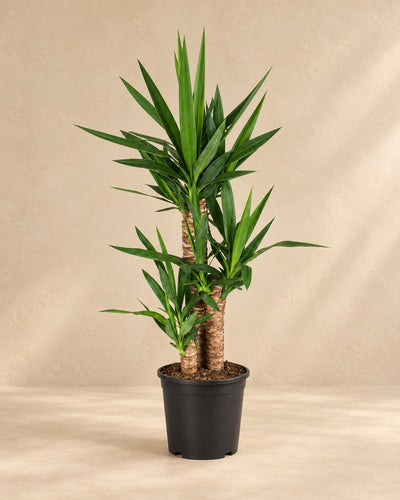 Palmlilie 90 cm hoch, Topf ø21 cm