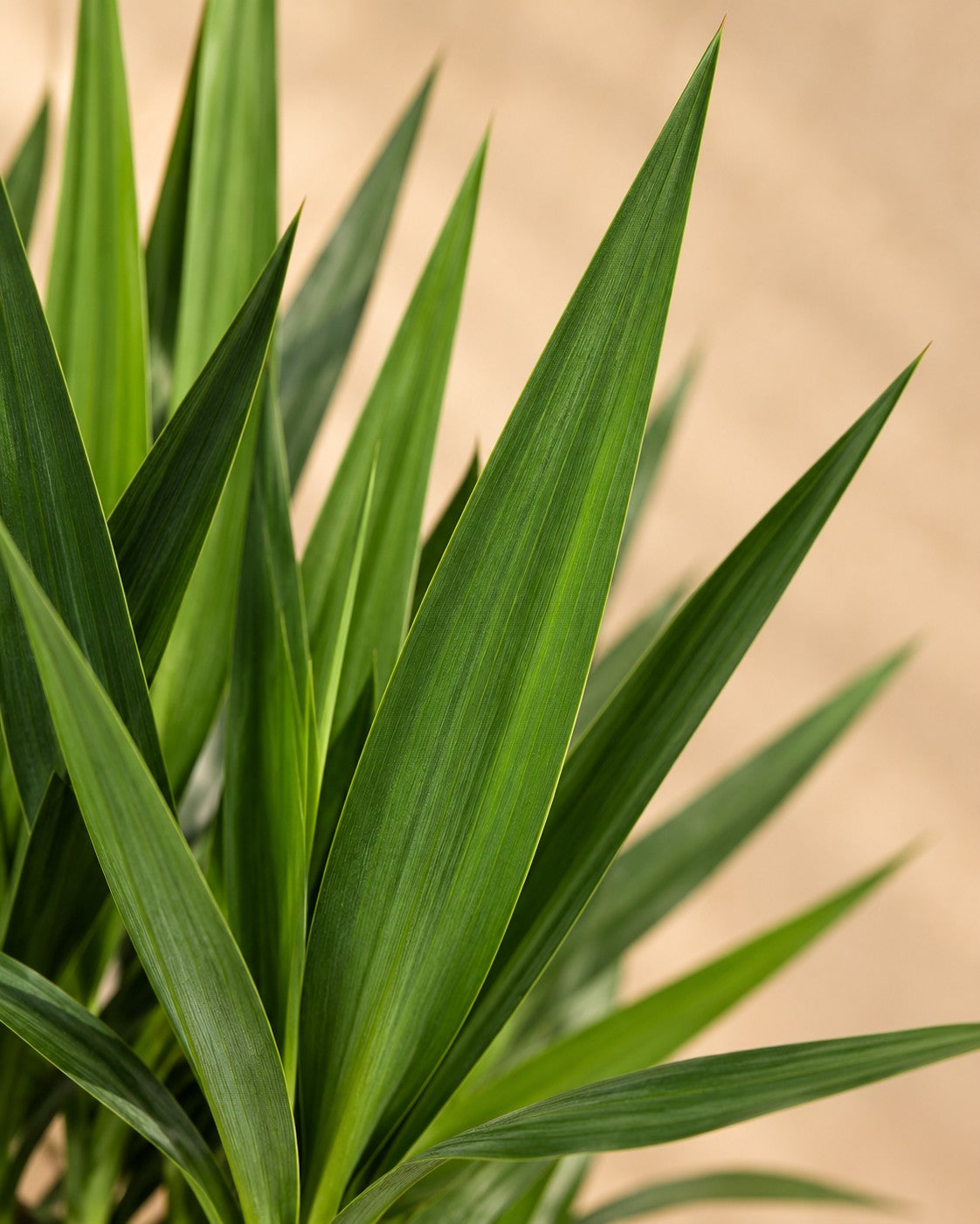 Närbild på bladen hos Yucca elephantipes