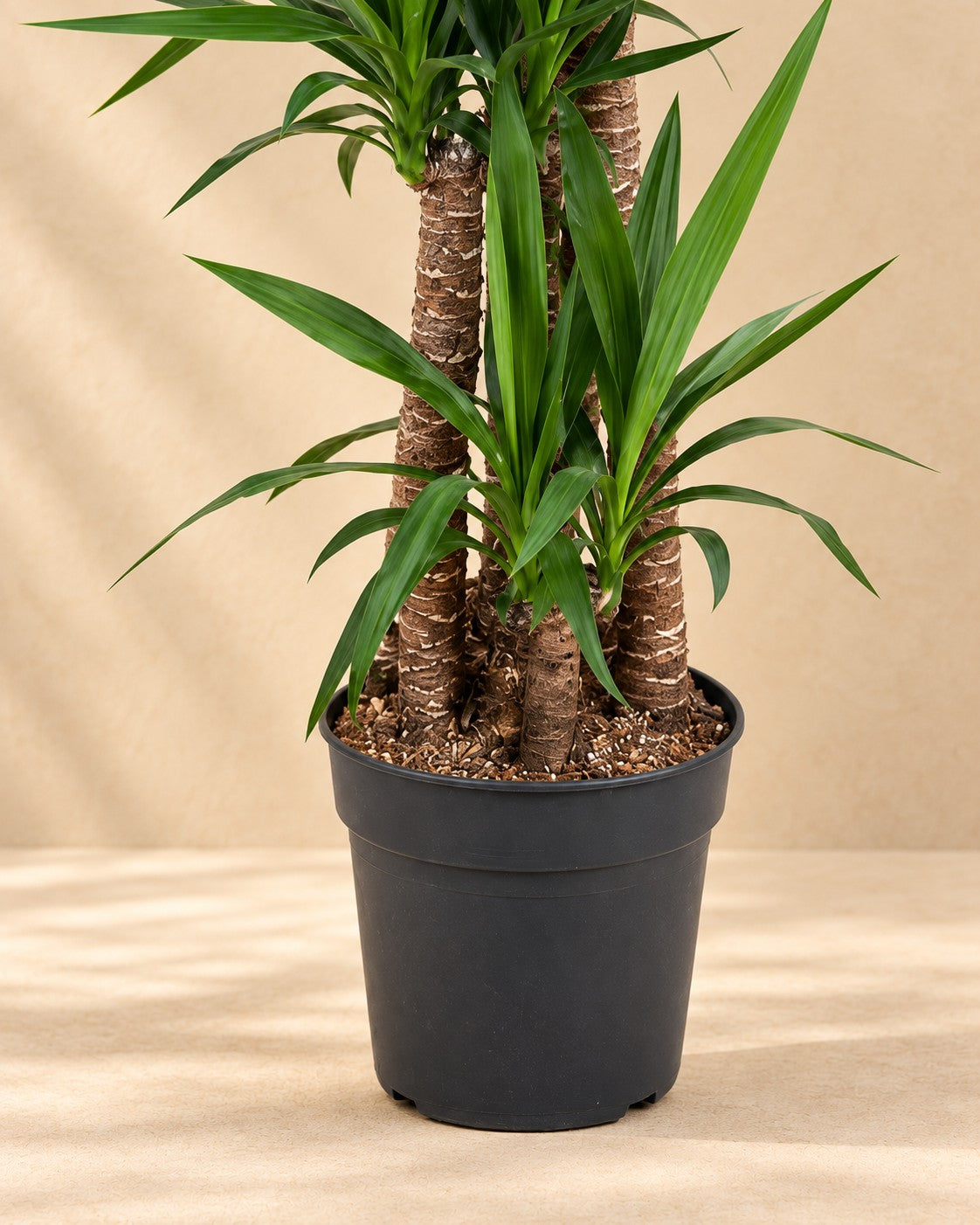 Parte bassa di Yucca elephantipes con il vaso di coltivazione