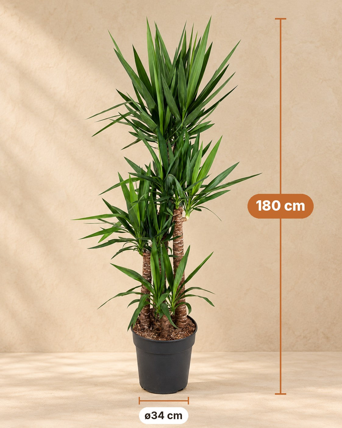 Dimensioni Yucca elephantipes: altezza 180 cm, vaso ø34 cm