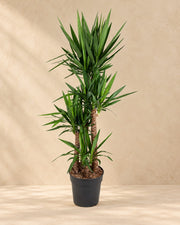 Yucca elephantipes, alta 180 cm in vaso di coltivazione da 34 cm