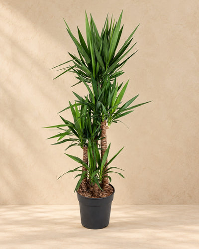Yucca elephantipes, alta 180 cm in vaso di coltivazione da 34 cm