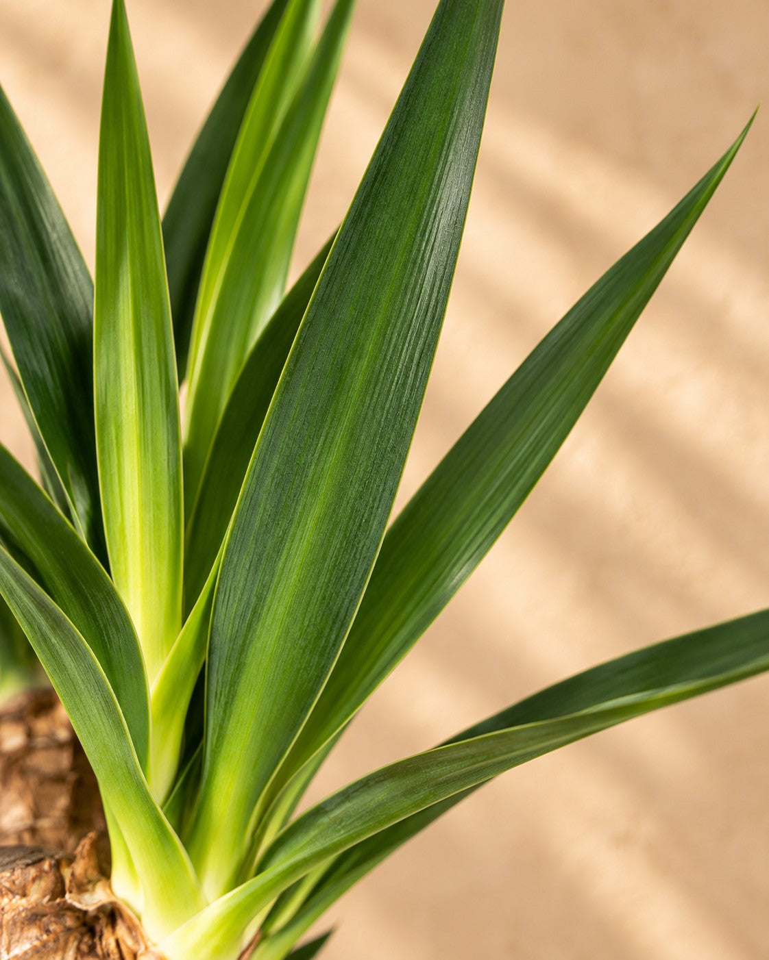 Buy Yucca branched with basket 100 cm | XXLplant