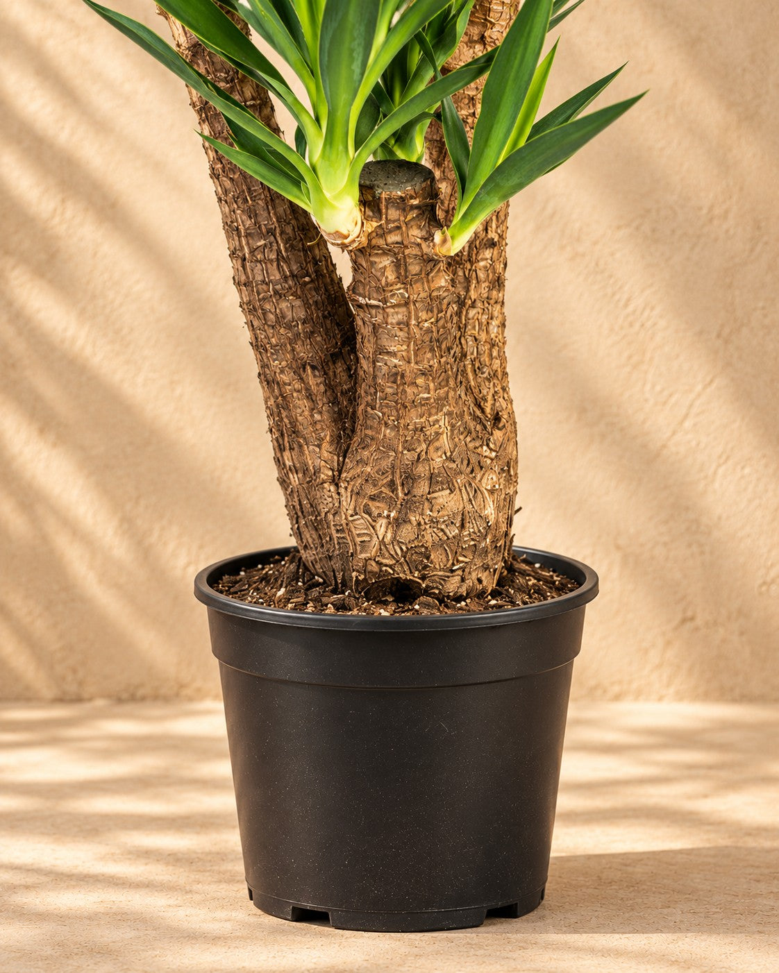 Parte bassa di Yucca elephantipes ramificata con il vaso di coltivazione