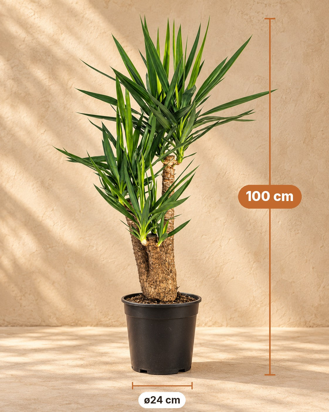 Buy Yucca branched with basket 100 cm | XXLplant