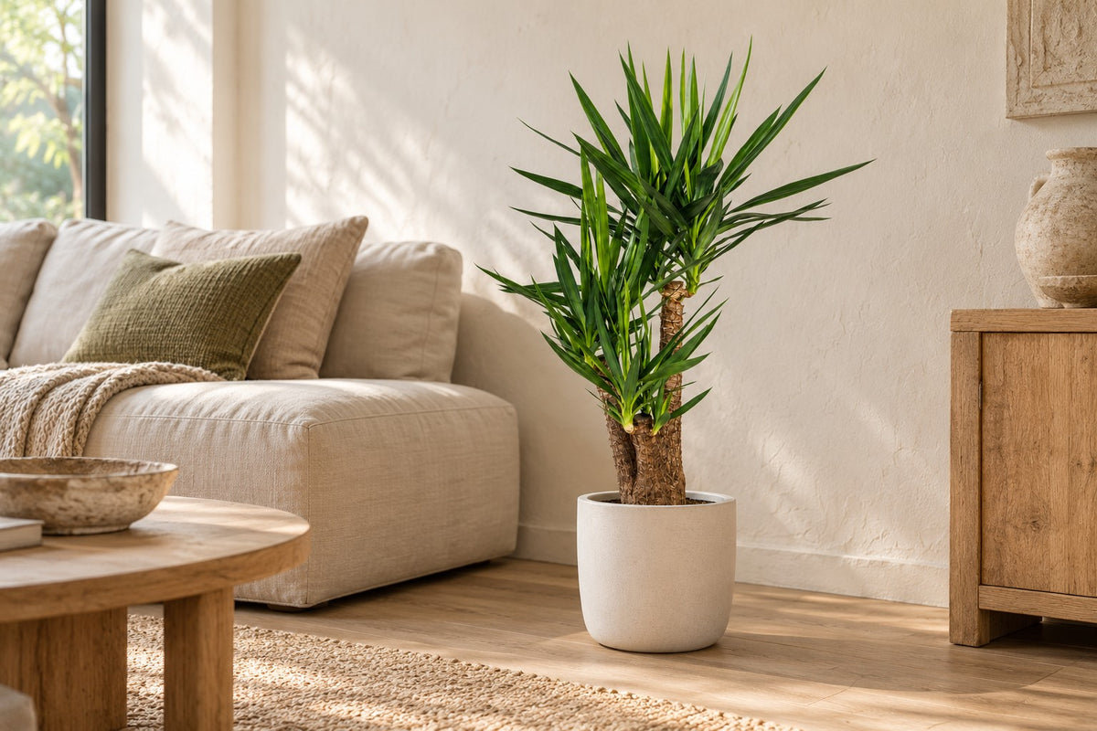 Yucca elephantipes ramificata, 100 cm, in a white ceramic planter in un soggiorno luminoso