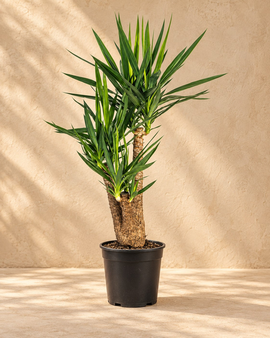 Yucca elephantipes ramificata, alta 100 cm in vaso di coltivazione da 24 cm