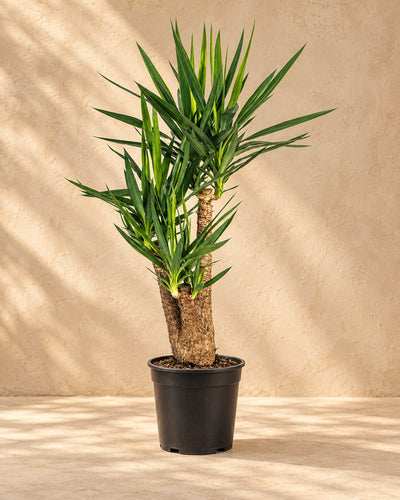 Yucca elephantipes ramificata, alta 100 cm in vaso di coltivazione da 24 cm