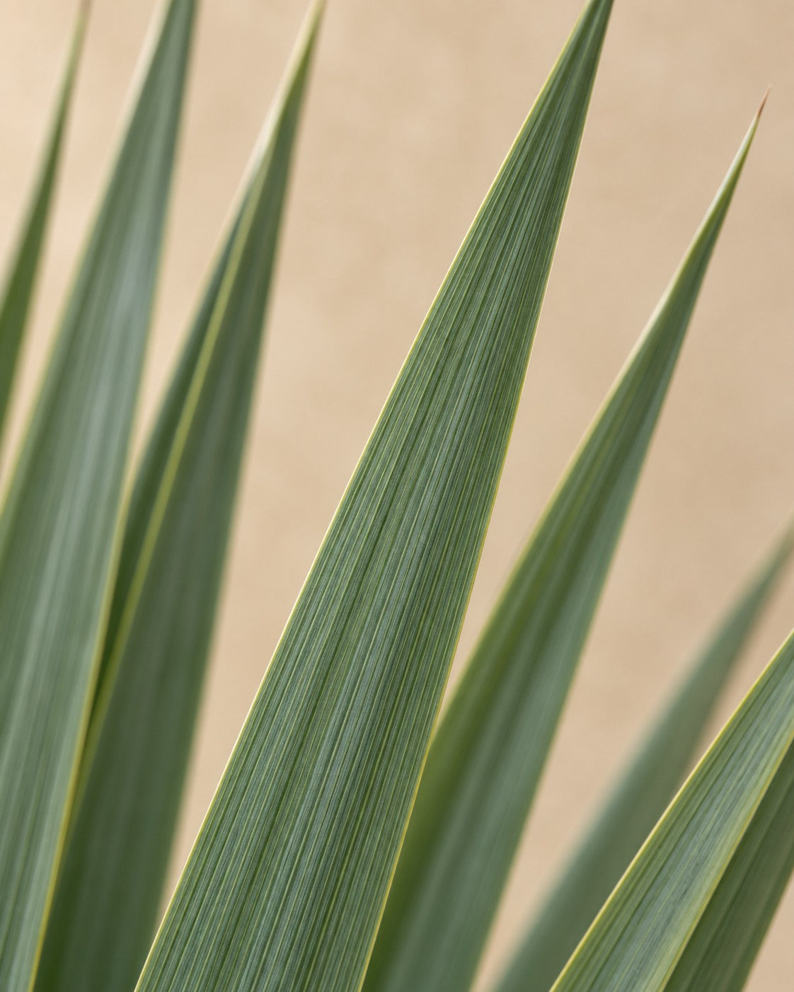 Close-up van het blad van de Yucca rostrata