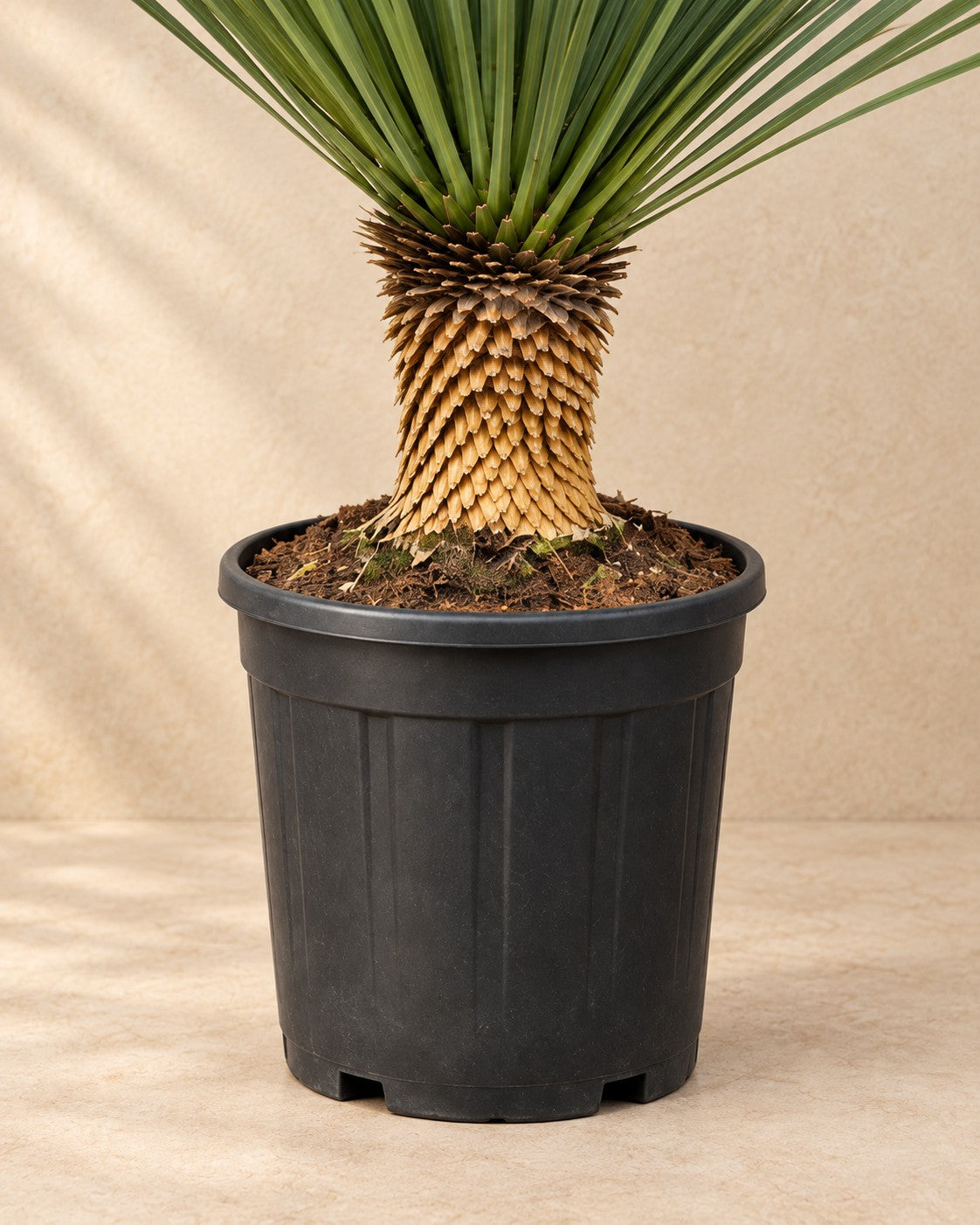 Yucca Rostrata - Buy a Tough and Unique Desert Plant – XXLplant