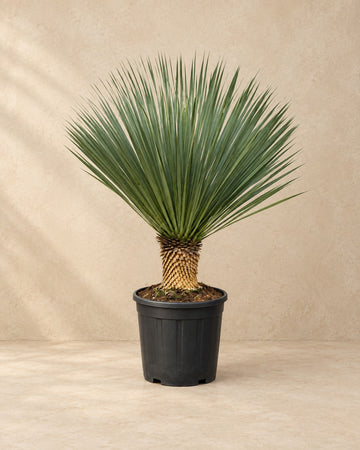 Yucca Rostrata