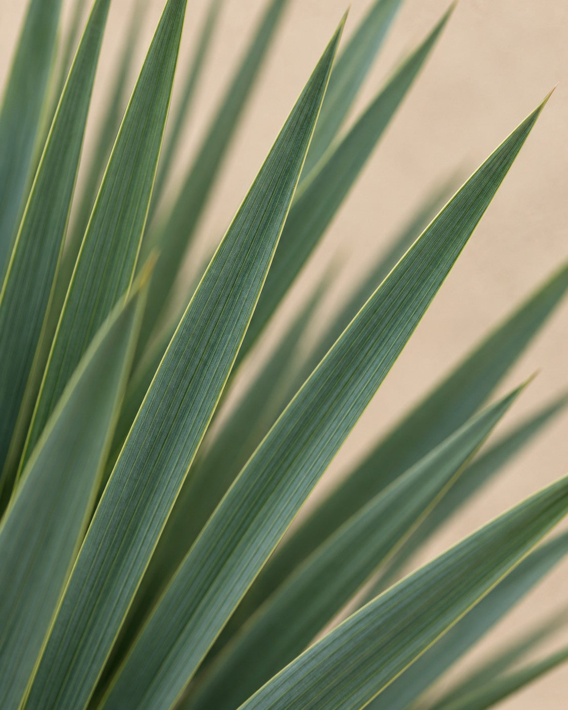 Primer plano de las hojas de Yucca rostrata